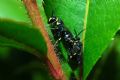 Hylaeus sp.